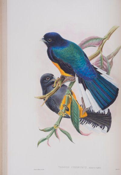 White-Tailed Trogon, plate from The Birds of Great Britain by John Gould by John Gould